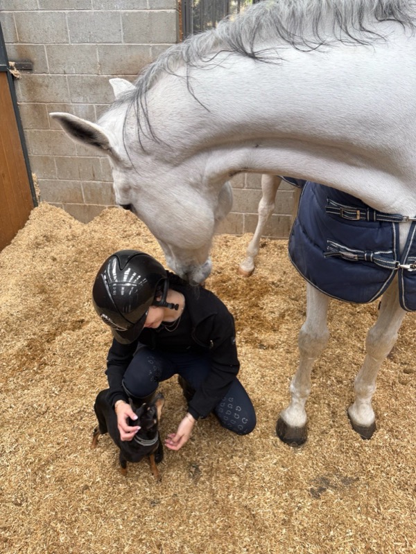 A rider crouching beside a grey horse in a stable, with a small dog